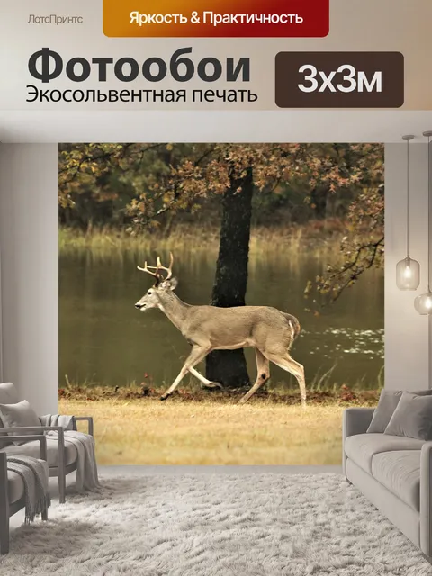 Фотообои Белохвостый Бак, бегущий в пруду
