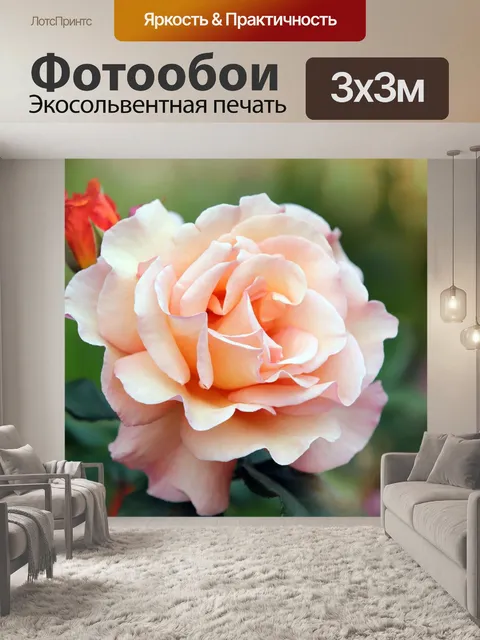 Фотообои Цветок розы Цветок апельсина