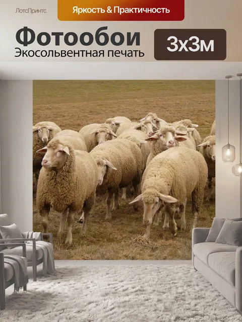Фотообои Стадо овец