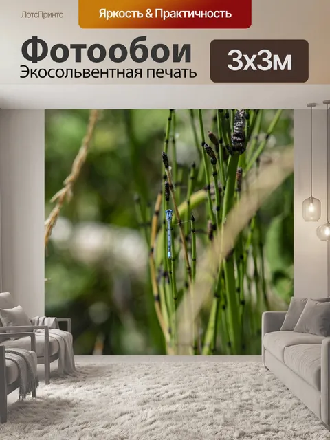 Фотообои Равнокрылая голубая лазурь