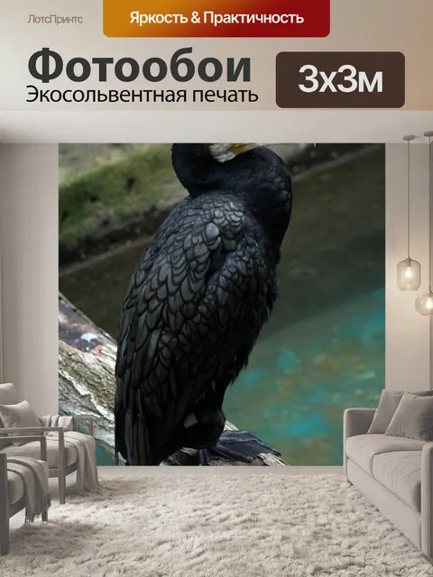 Фотообои Черный орел рыбы на воде