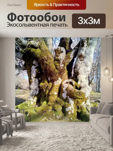 Фотообои Лес