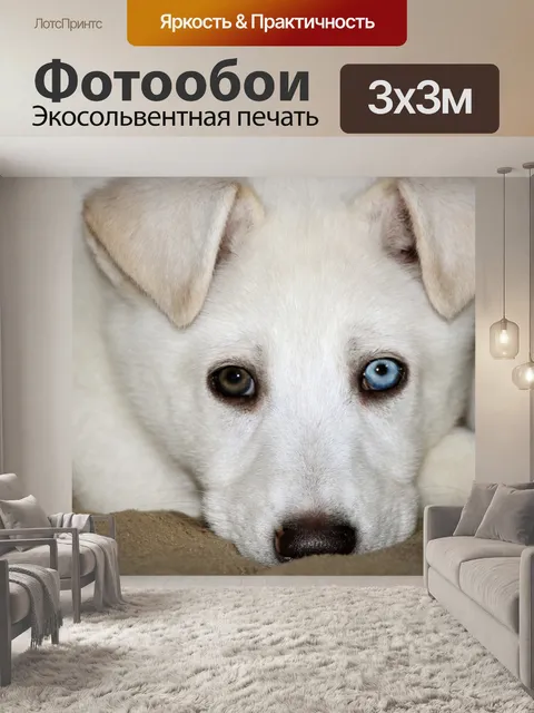 Фотообои Браун и голубоглазых щенков 1