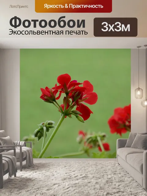 Фотообои Герань красная
