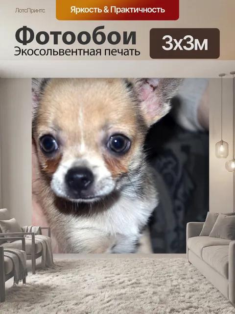Фотообои Чихуахуа щенок (а)