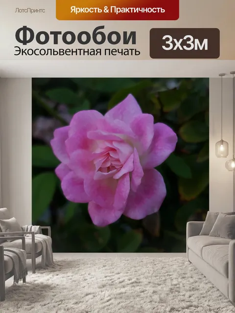 Фотообои Розовый цветок розы