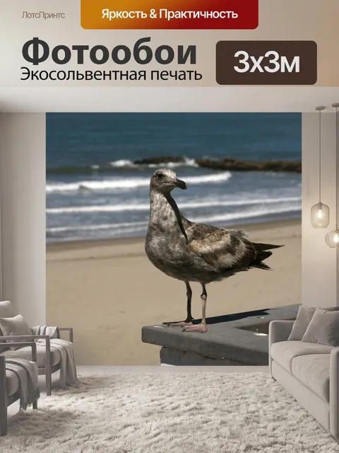 Фотообои Незрелая чайка