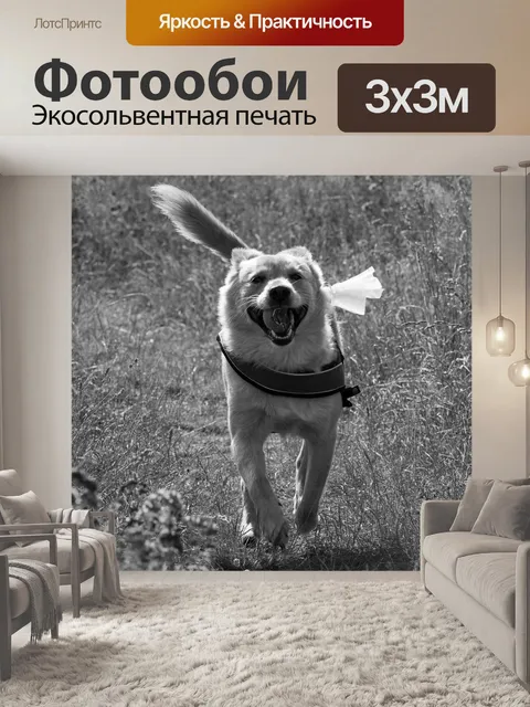 Фотообои Собака