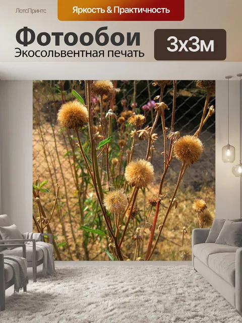 Фотообои помпонами цветы в семени
