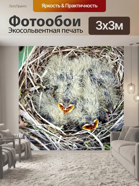 Фотообои Птенцы