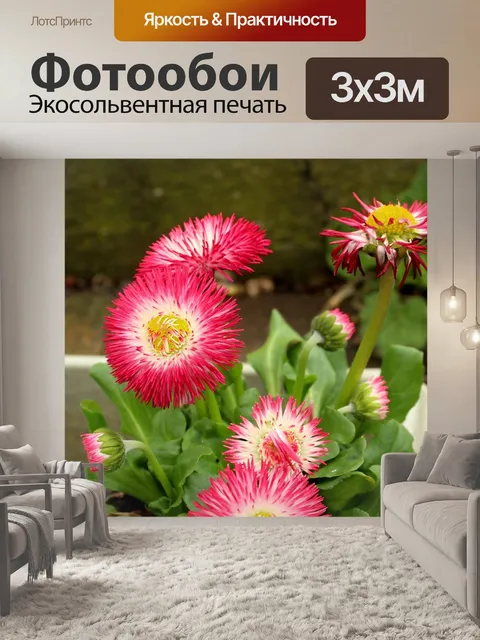 Фотообои Ромашки