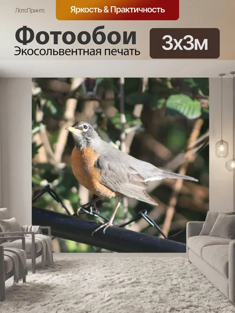 Фотообои Американский малиновка