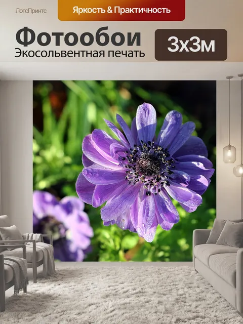 Фотообои Фиолетовый мак-анемон сверху