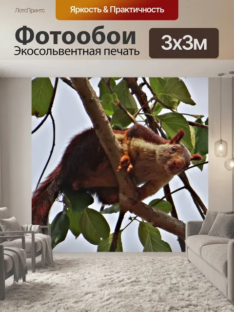 Фотообои Малабар гигантские белки