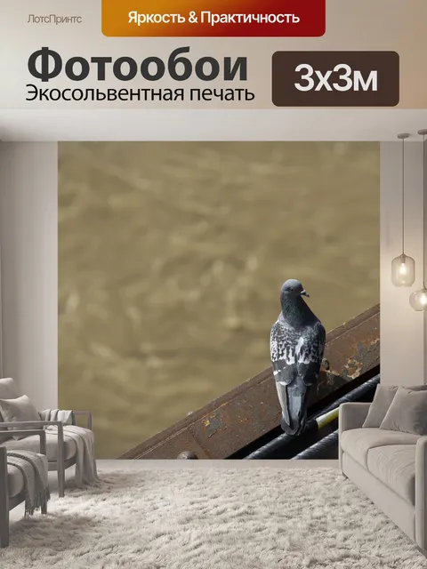Фотообои Голубь