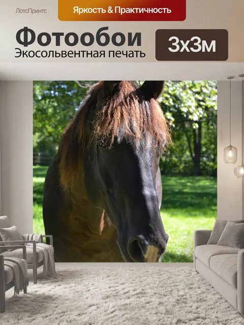 Фотообои Лошадь