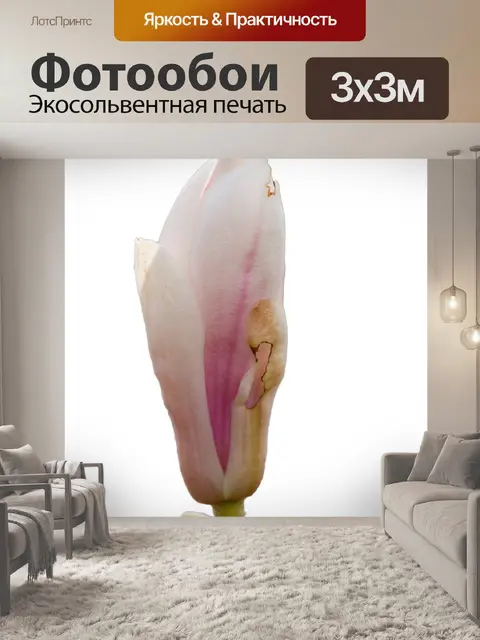 Фотообои Магнолия цветок на белом