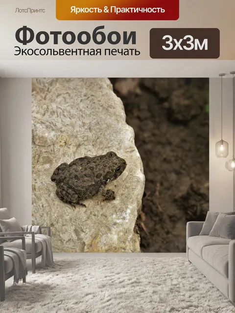 Фотообои Крошечная древесная лягушка на скале