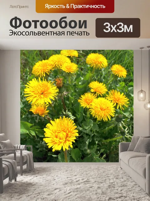 Фотообои Одуванчик цветок