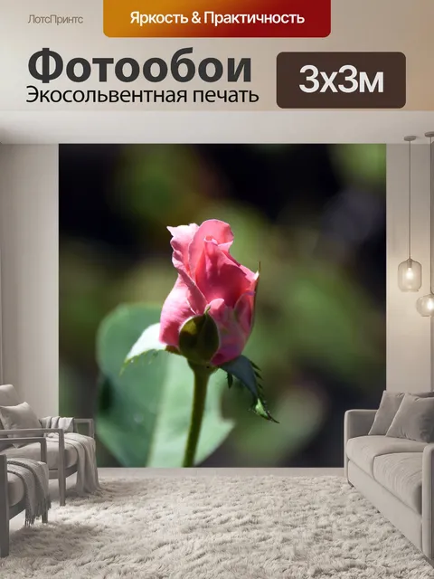 Фотообои Розовый бутон розы