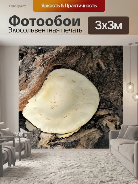 Фотообои Вид сверху на устричный гриб