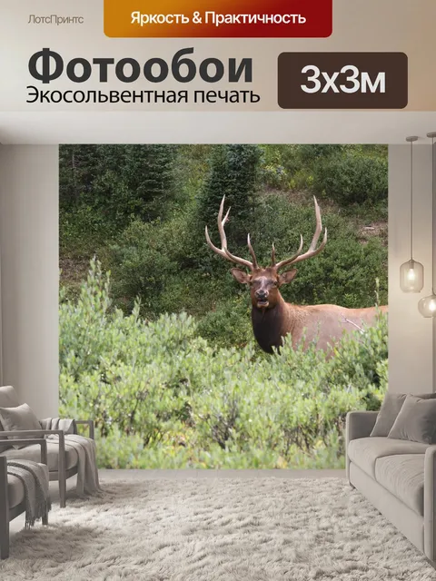 Фотообои Лось в долине