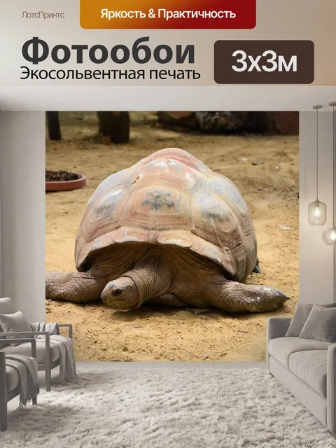 Фотообои Гигантская черепаха