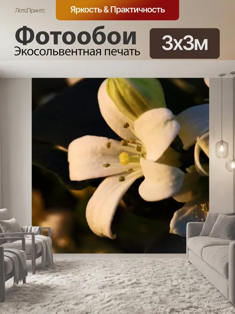Фотообои белые оранжевые цветы жессамина