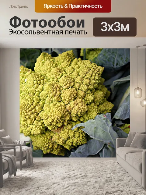 Фотообои Римская цветной капусты