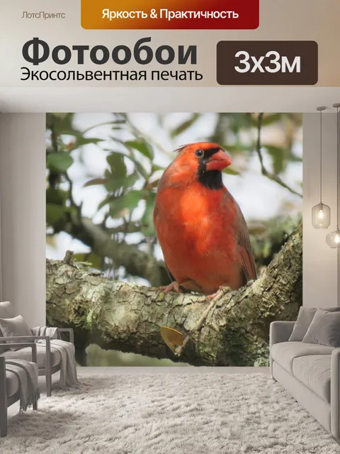 Фотообои Кардинал