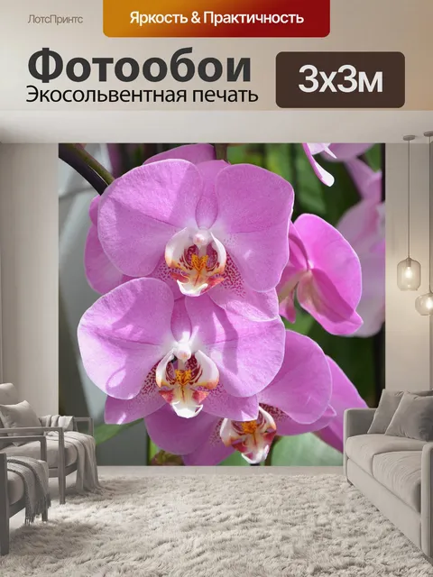 Фотообои Цветы орхидеи