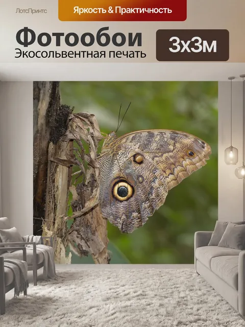 Фотообои Бабочка