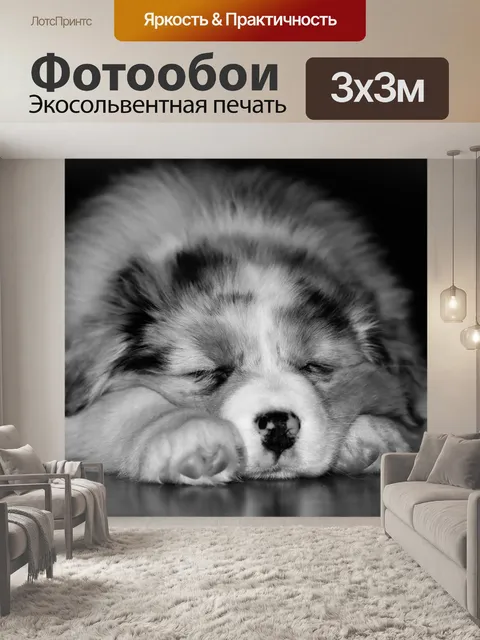 Фотообои Собака