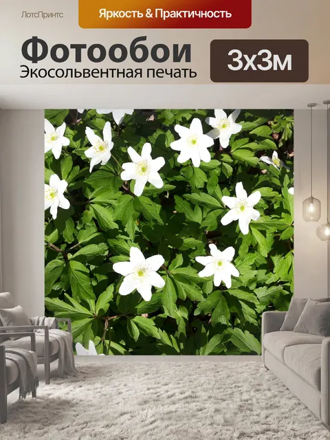 Фотообои Белые анемоны
