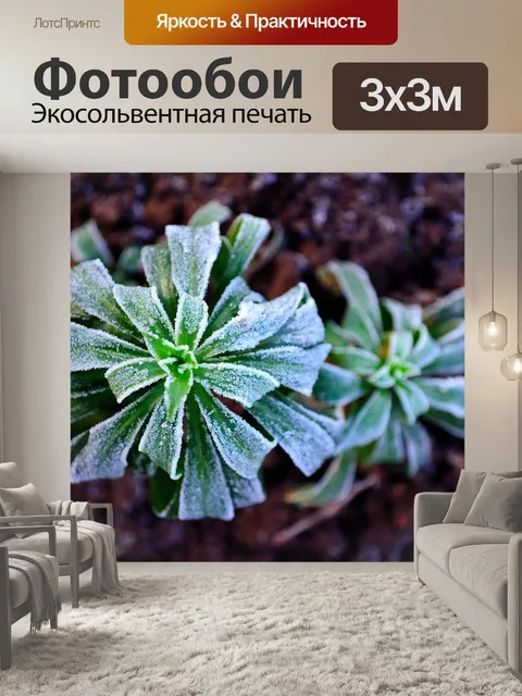 Фотообои Зимние морозы на растения