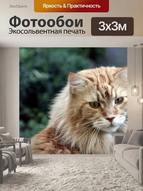 Фотообои Мейн кун
