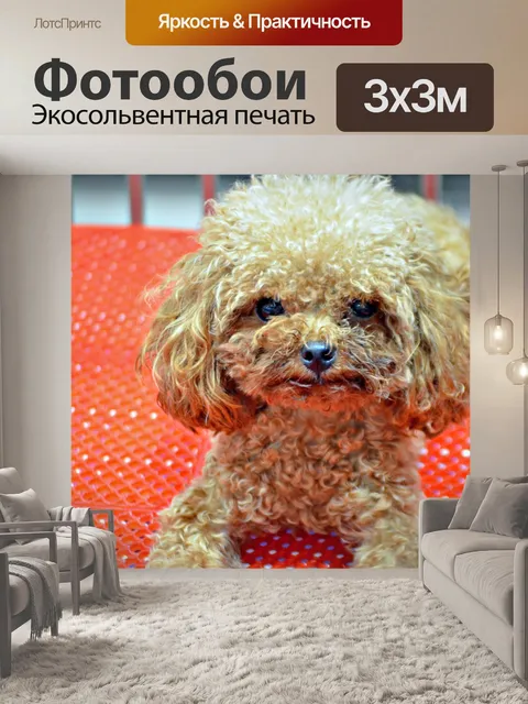 Фотообои Игрушечный пудель