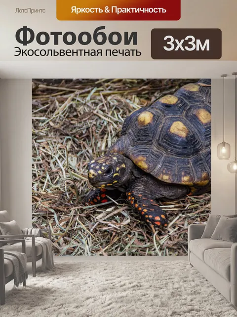 Фотообои черепаха
