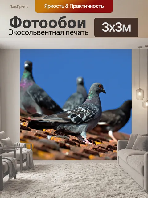 Фотообои Голуби на крыше