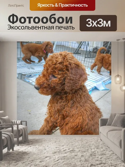 Фотообои Щенки Голдендудла