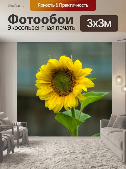 Фотообои Подсолнух цветок