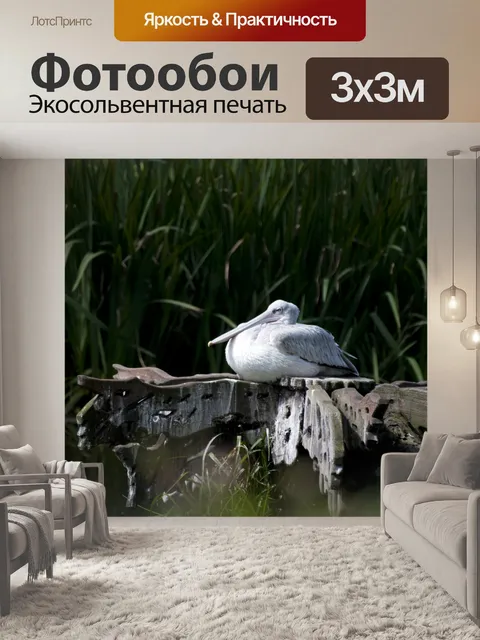 Фотообои Белый Пеликан