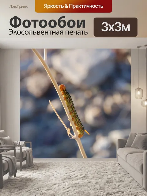 Фотообои Гусеница бабочки сфинкса