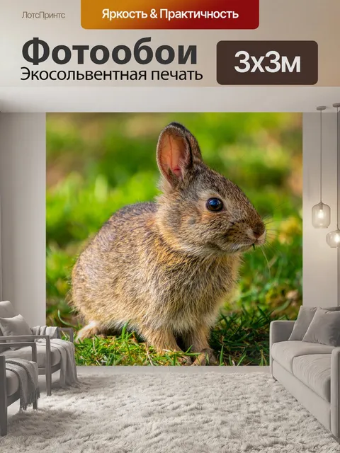 Фотообои Кролик