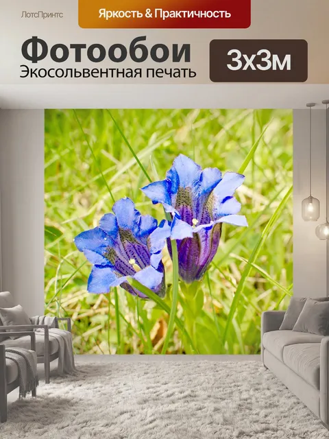 Фотообои Кластериус горечавка