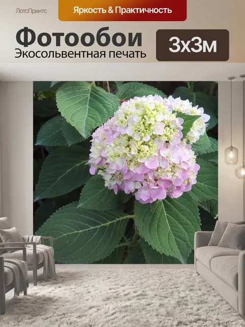 Фотообои Гортензия