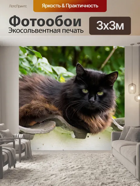 Фотообои Кот