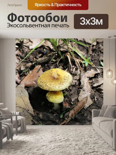Фотообои Два маленьких желтых гриба 2