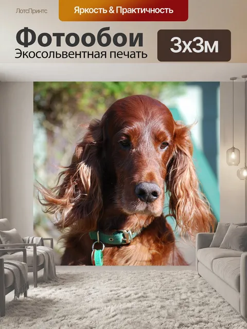 Фотообои Собаки