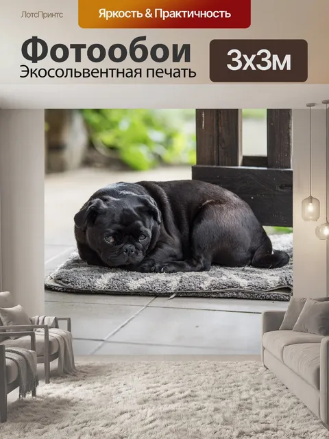 Фотообои Бульдог